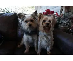 Yorkie for sale 3 girls and 1 boy