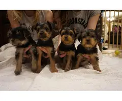 Yorkie for sale 3 girls and 1 boy - 2