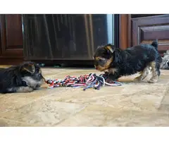 Yorkie for sale 3 girls and 1 boy - 4