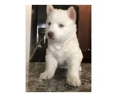 Husky puppies blue eyes - 1