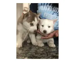 Husky puppies blue eyes - 3