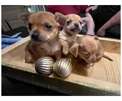 3 Chihuahua puppies available - 1