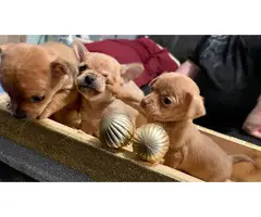3 Chihuahua puppies available - 2