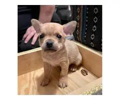 3 Chihuahua puppies available - 3