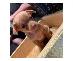 3 Chihuahua puppies available - 4