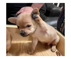3 Chihuahua puppies available - 5
