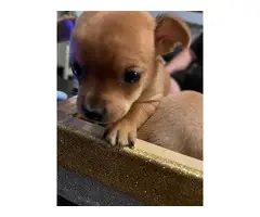 3 Chihuahua puppies available - 6