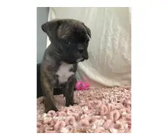 9 weeks old Frenchton puppies for sale