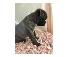 9 weeks old Frenchton puppies for sale - 2