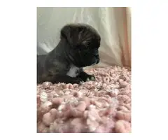 9 weeks old Frenchton puppies for sale - 3