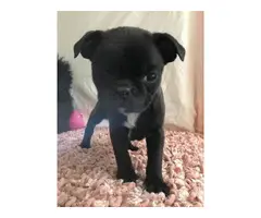 9 weeks old Frenchton puppies for sale - 4