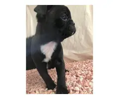 9 weeks old Frenchton puppies for sale - 5