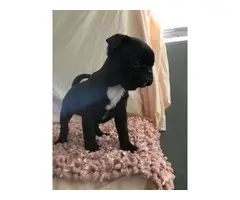 9 weeks old Frenchton puppies for sale - 7