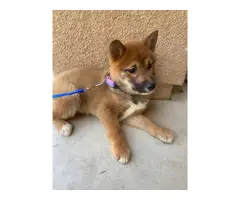 12 weeks old AKC registered Shiba Inu puppies for sale