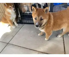 12 weeks old AKC registered Shiba Inu puppies for sale - 6