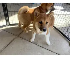 12 weeks old AKC registered Shiba Inu puppies for sale - 7