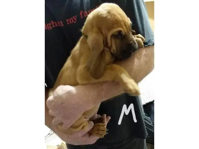AKC Bloodhound puppies - 4/6