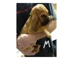 AKC Bloodhound puppies - 4