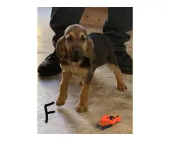AKC Bloodhound puppies - 5