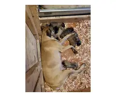 6 Mastiff puppies for sale - 8
