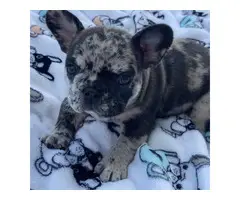 4 AKC French Bulldog puppies for sale - 2