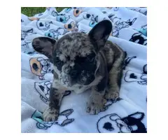 4 AKC French Bulldog puppies for sale - 3