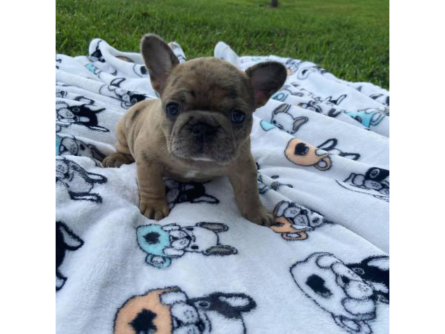 4 AKC French Bulldog puppies for sale Puppies for Sale