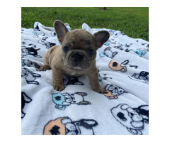 4 AKC French Bulldog puppies for sale