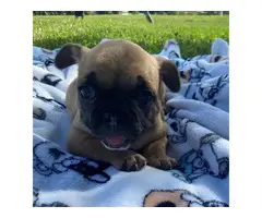 4 AKC French Bulldog puppies for sale - 6