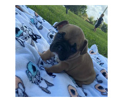 4 AKC French Bulldog puppies for sale