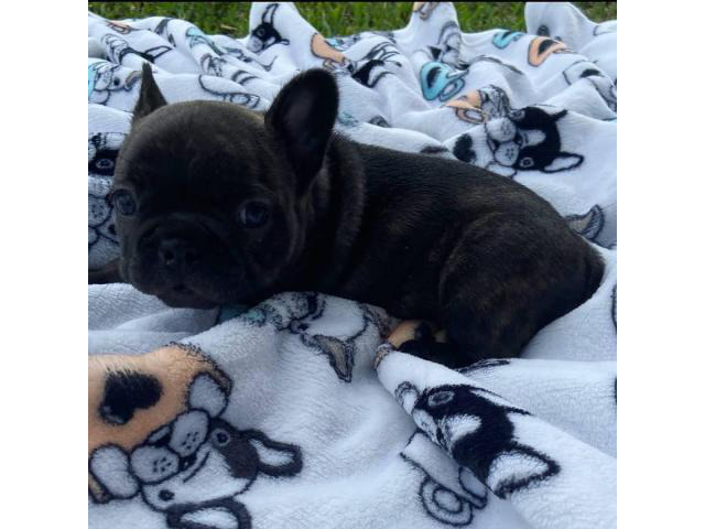 4 AKC French Bulldog puppies for sale Puppies for Sale