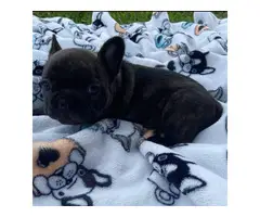 4 AKC French Bulldog puppies for sale - 10