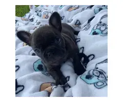 4 AKC French Bulldog puppies for sale - 11
