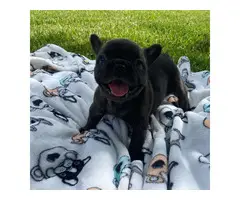 4 AKC French Bulldog puppies for sale - 12