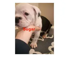 Registered Olde english Bulldogge puppies for sale