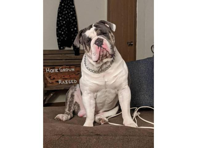 Registered Olde english Bulldogge puppies for sale in