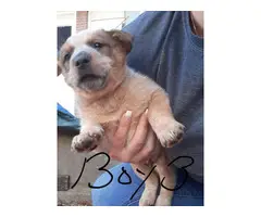 4 Cattle dog puppies for sale