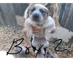 4 Cattle dog puppies for sale - 2
