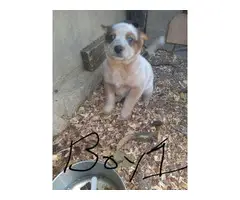 4 Cattle dog puppies for sale - 3
