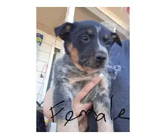 4 Cattle dog puppies for sale - 4
