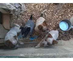 4 Cattle dog puppies for sale - 7