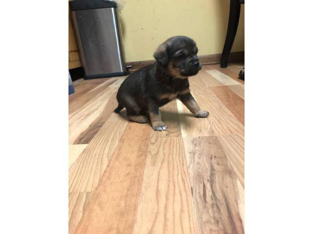 5 Chihuahua puppies for sale Wichita - Puppies for Sale Near Me