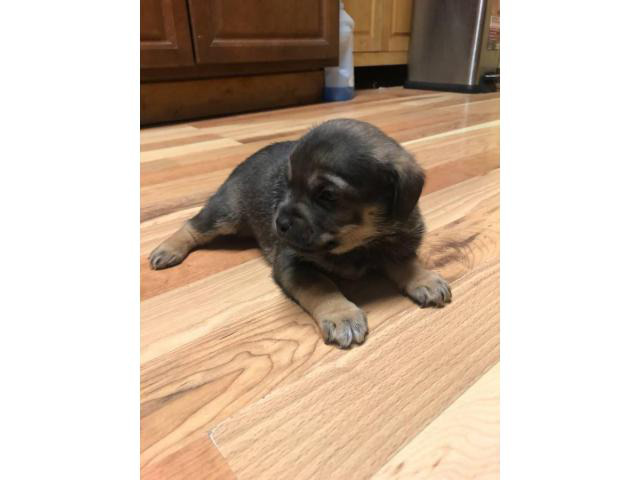 5 Chihuahua puppies for sale in Wichita, Kansas Puppies