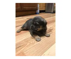 5 Chihuahua puppies for sale - 2