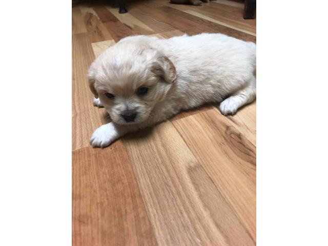5 Chihuahua puppies for sale in Wichita, Kansas Puppies