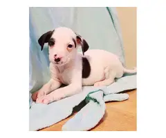3 Rat Terrier puppies for adoption