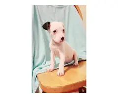3 Rat Terrier puppies for adoption - 2
