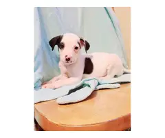3 Rat Terrier puppies for adoption - 3