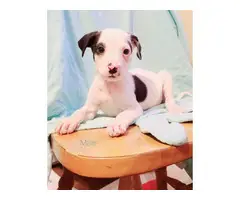 3 Rat Terrier puppies for adoption - 5