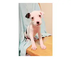 3 Rat Terrier puppies for adoption - 6
